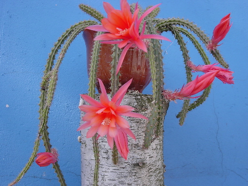 aporocactus flagriformis